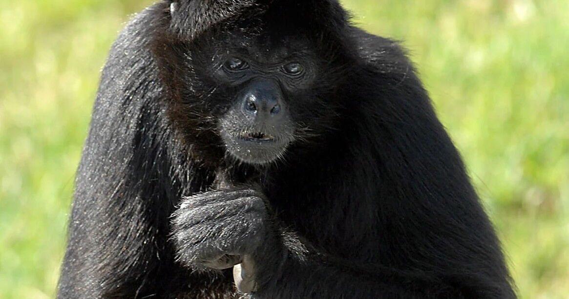R.I.P. Ebony: Monkey Island's 33-year-old spider monkey dies of natural causes