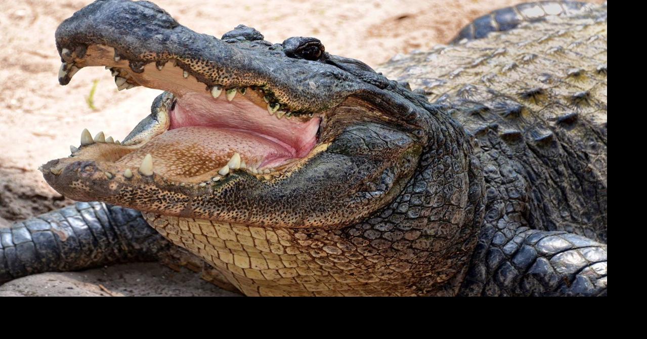 Gators in the spotlight at widlife park | Entertainment in Citrus ...