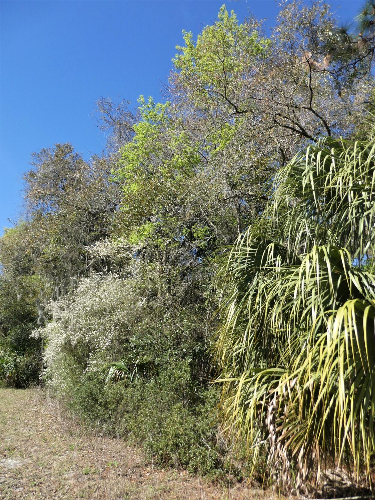 zephyr outdoor living center on Walter S Viburnum Home And Outdoor Living Chronicleonline Com