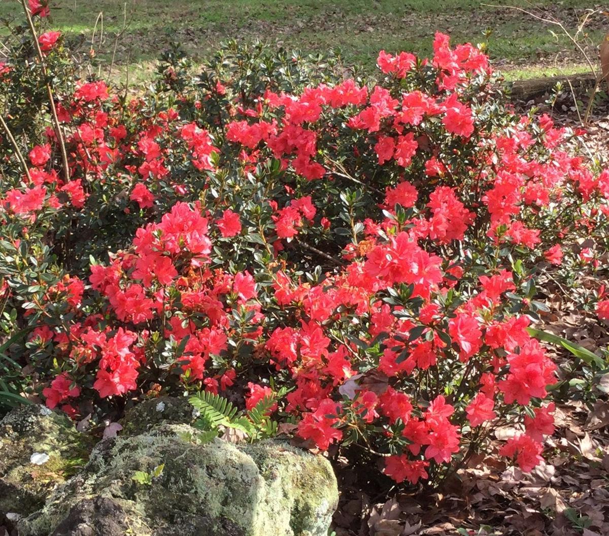 Fashion Azaleas Are Florida Friendly Favorites Real Estate Chronicleonline Com