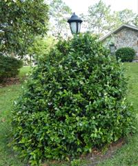 A Look At Confederate Jasmine Real Estate Chronicleonline Com