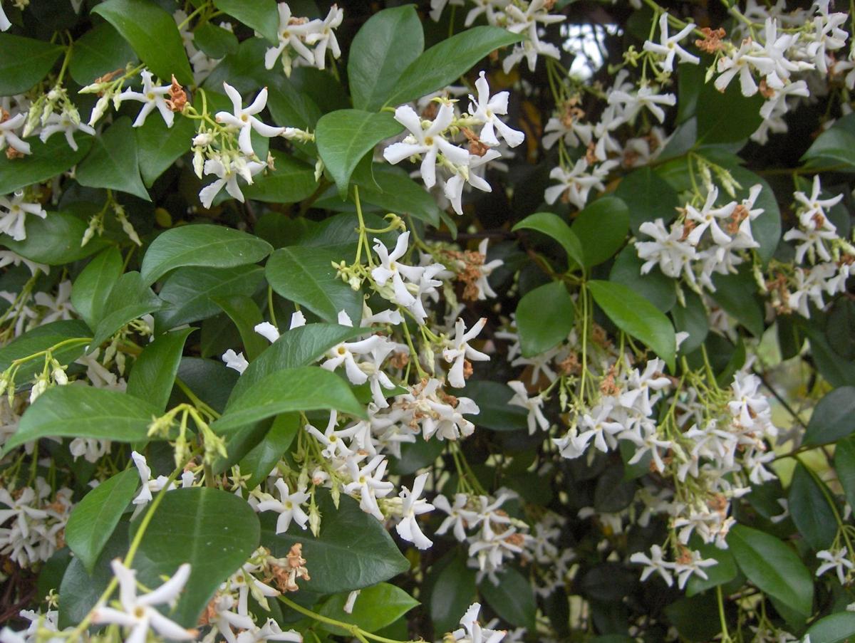 A look at Confederate Jasmine Real Estate