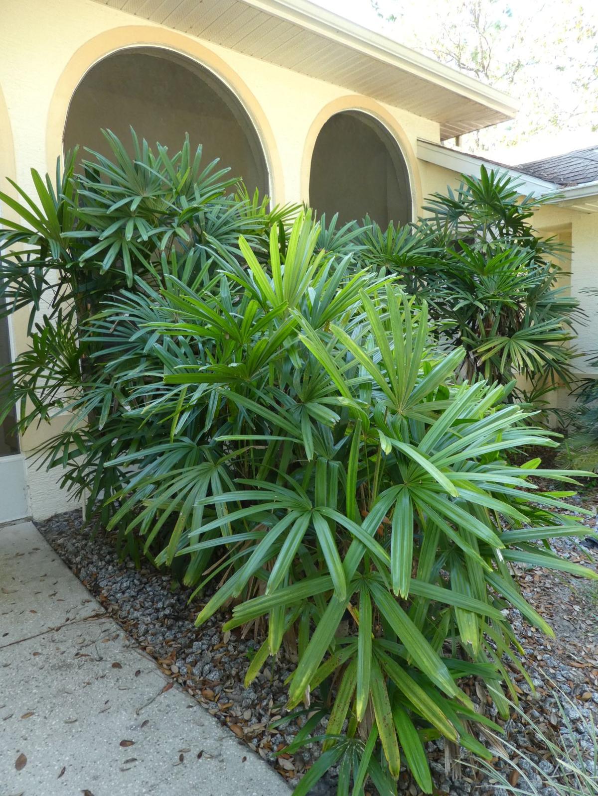 Lady Palms in Florida Real Estate