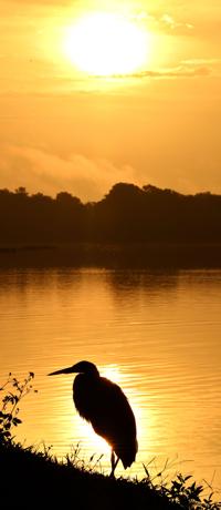 Early morning heron | Local News | chronicleonline.com