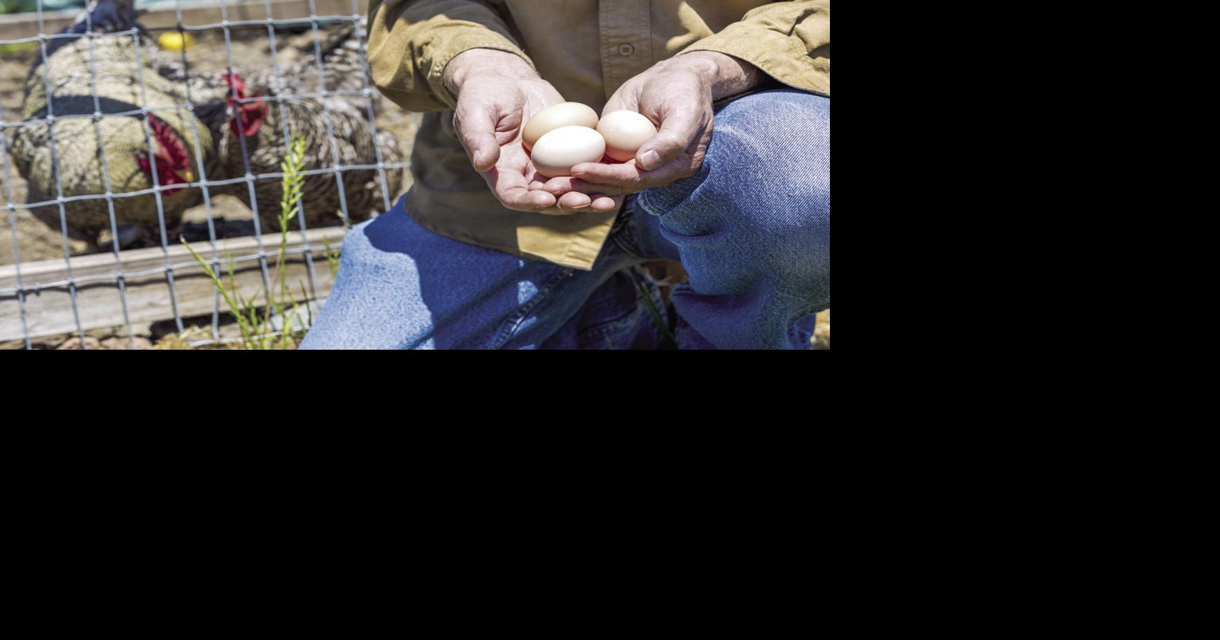 Inverness Council has first go at chicken ordinance; will review again