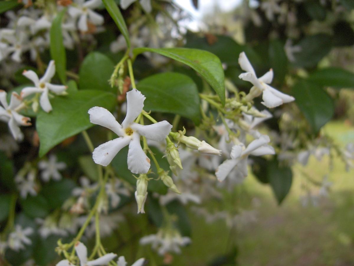 A Look At Confederate Jasmine Real Estate Chronicleonline Com