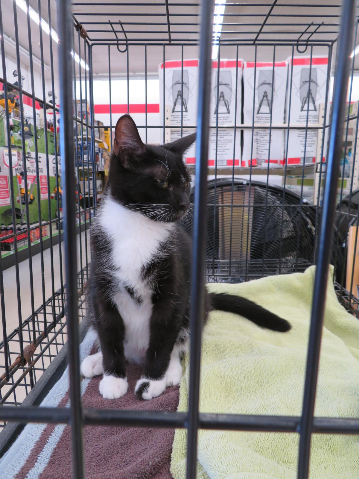 Tractor Supply in Homosassa stages annual Out Here with Animals News