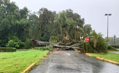 Downed Tree Creates Mess In Inverness Local News