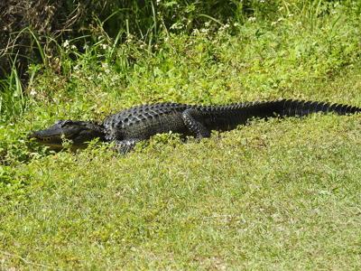 Tips to safely co-exist with alligators