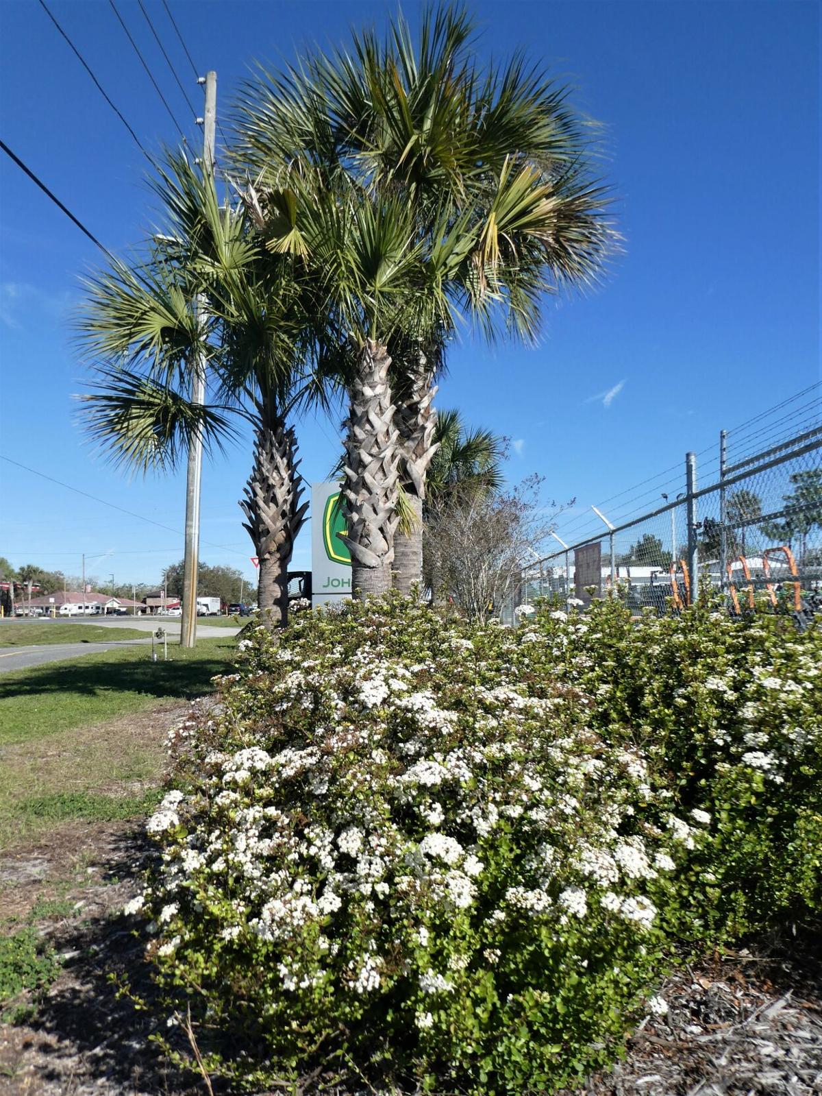 superior outdoor living specialists inc on Walter S Viburnum Home And Outdoor Living Chronicleonline Com