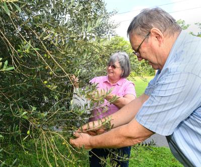 Inverness Couple Enjoy Olive Trees Making Their Own Oil