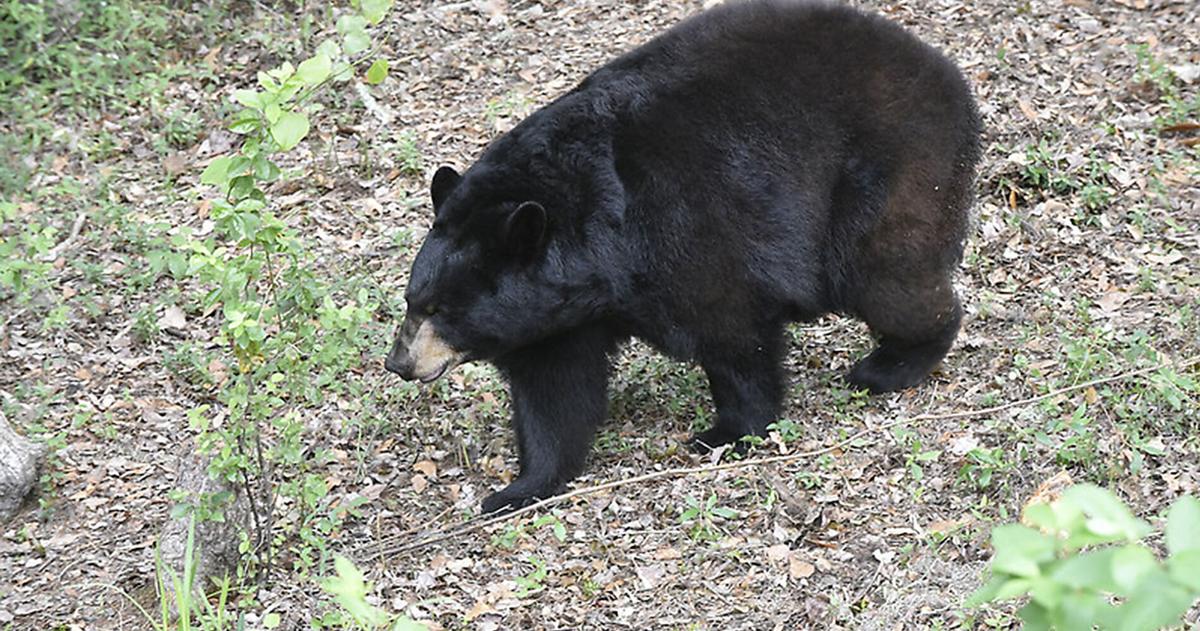 Bears in your area? Follow these tips