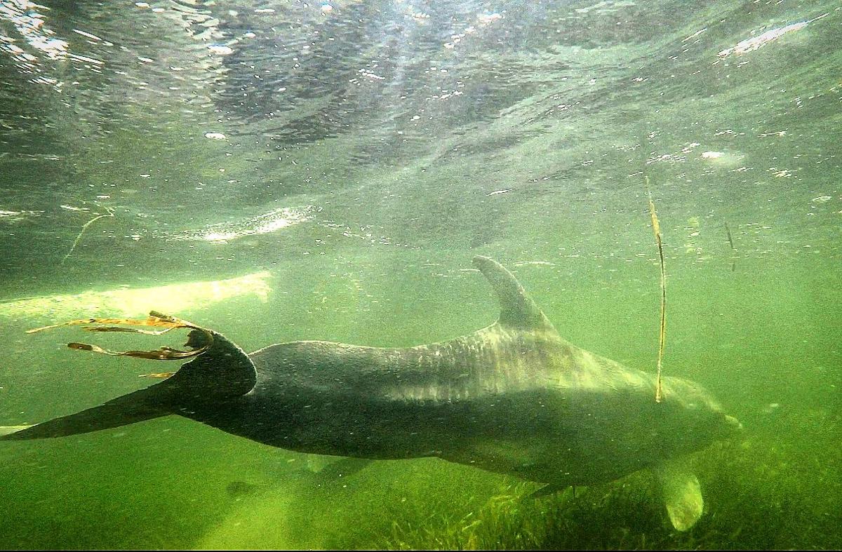 Scratch, beloved Ozello dolphin photographed by National Geographic