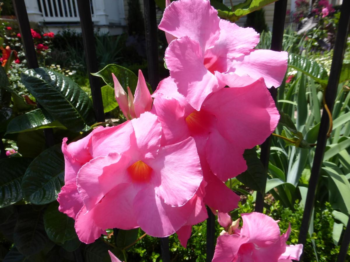 Mandevilla A Flowering Sub Shrub Vine Real Estate