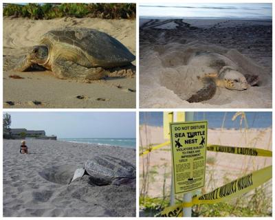 Sea turtle nesting season arrives along Florida’s coasts ...