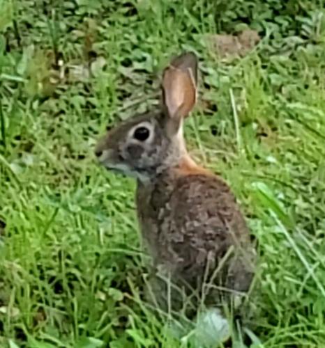 Bunny isn't ill — just stubborn | Home and Outdoor Living |  