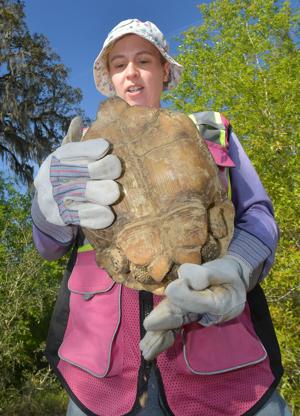 Gopher tortoise faces extinction warning