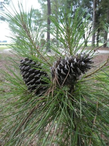 0715 loblolly pine cones 2.JPG