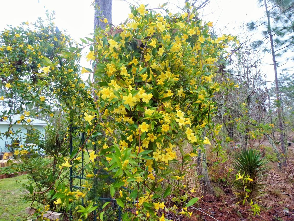Natives Vs Exotics For Winter Color Real Estate