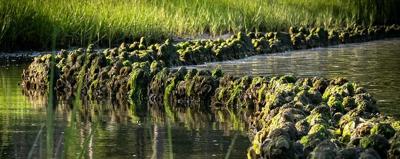 Hybrid reefs aim to protect Kings Bay islands | Local News ...