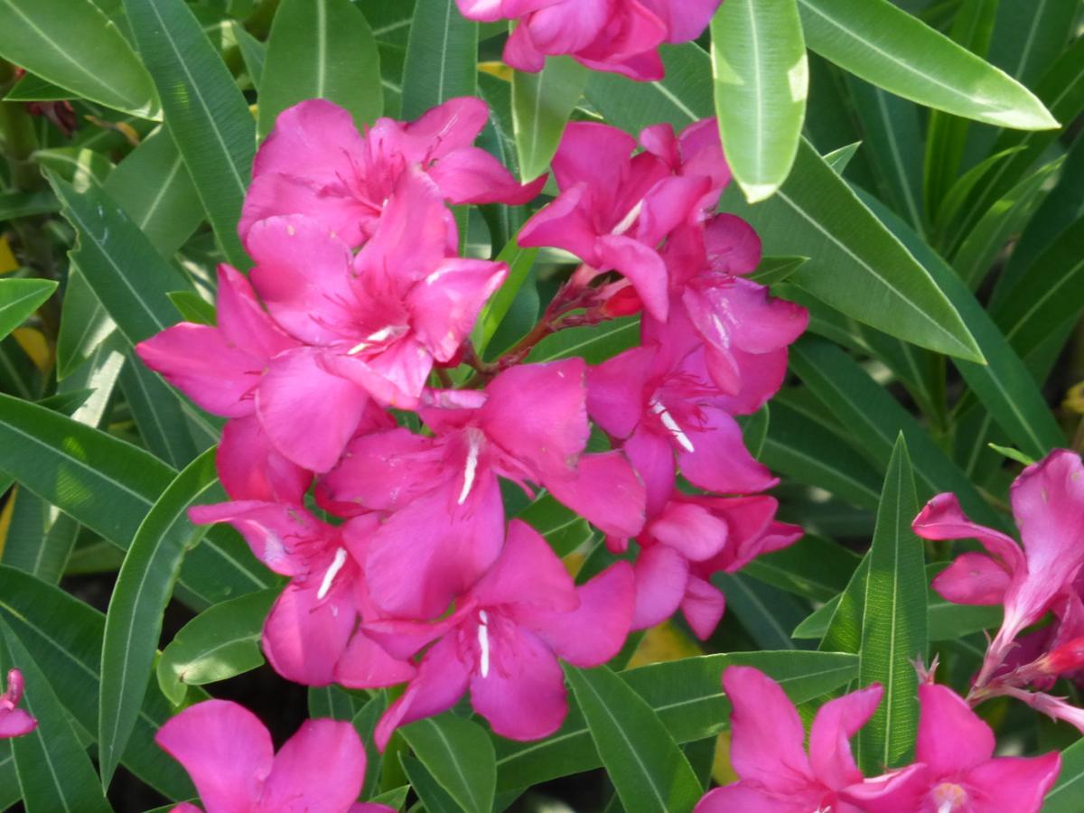 Exotic Oleander In Florida Real Estate Chronicleonline Com
