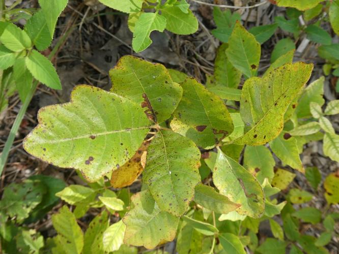 Watch out for poison ivy on your rambles through the woods - Orillia News