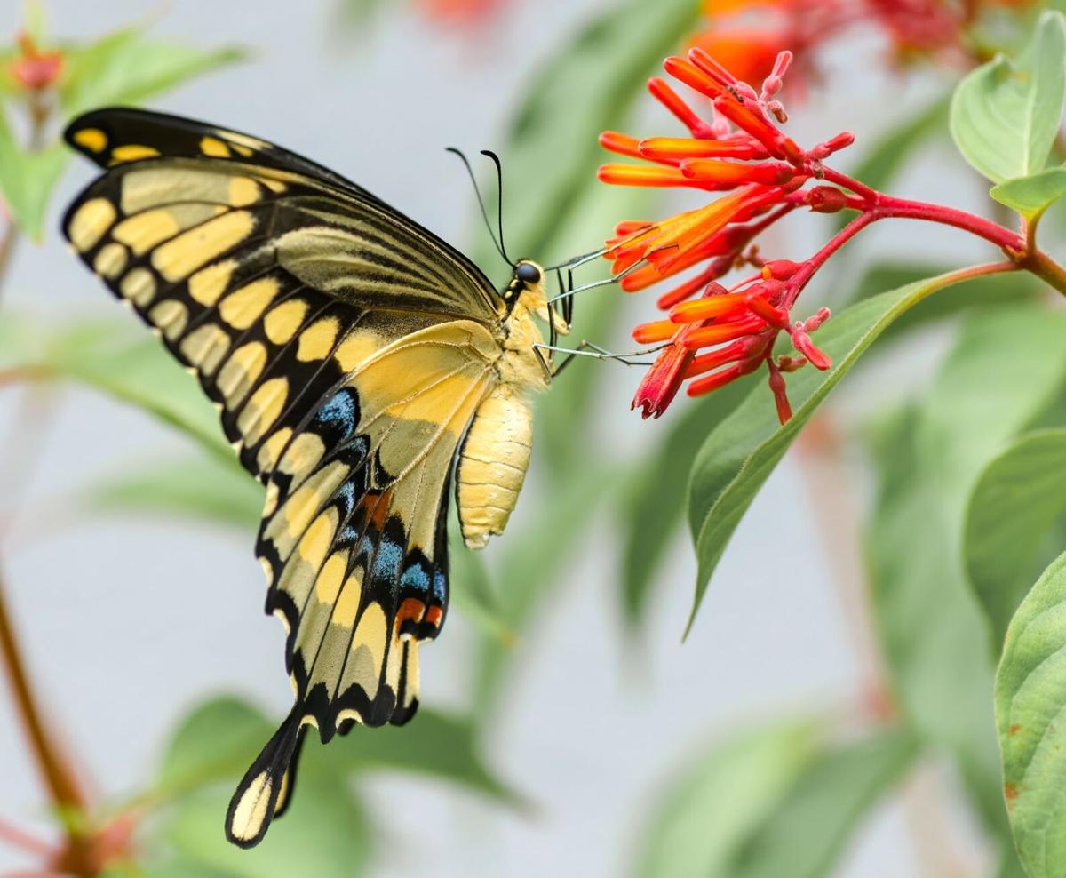 Five Butterflies In Central Florida Real Estate Chronicleonline Com
