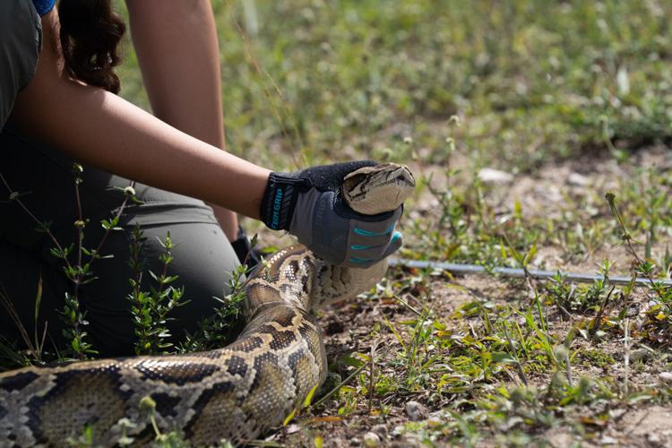 Evergladws Python 280 invasive pythons removed during 2026 Florida Python Challenge ...