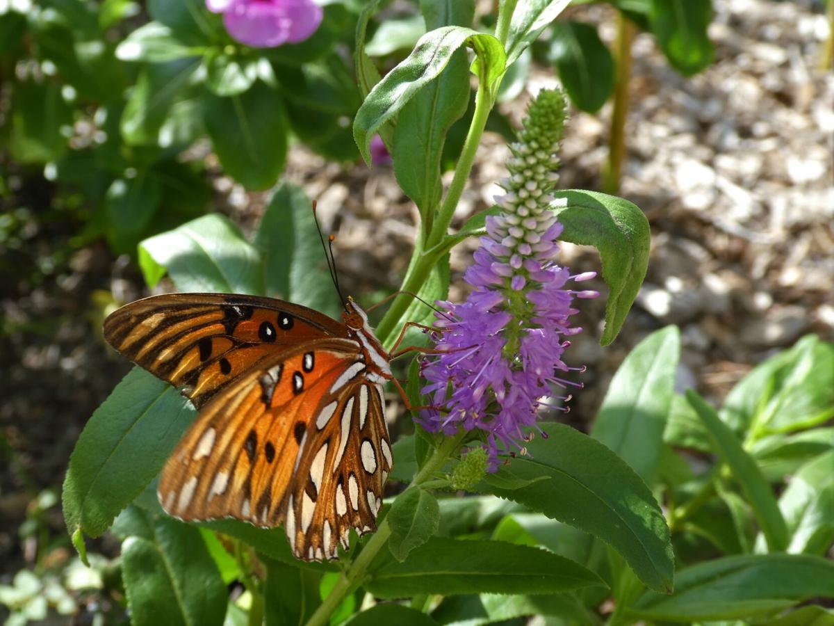 Five butterflies in Central Florida Real Estate