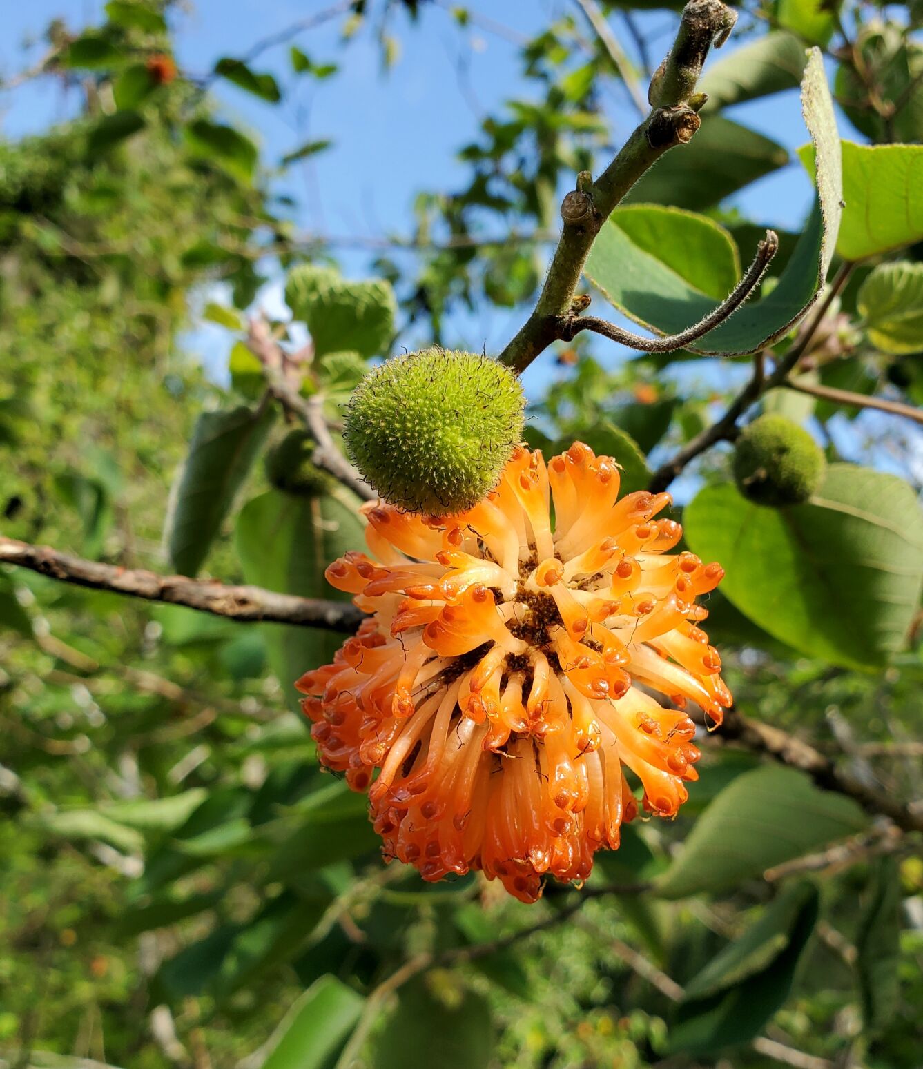 Paper mulberry discount leaves