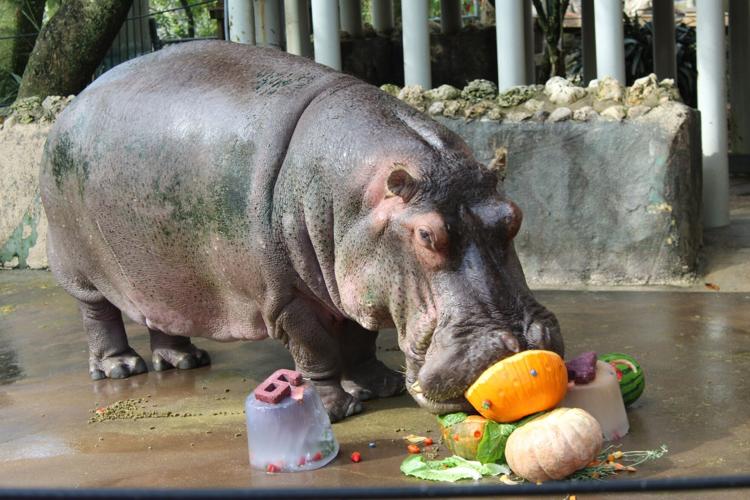 240127-CC-happy-birthday-hippo: birthday cake