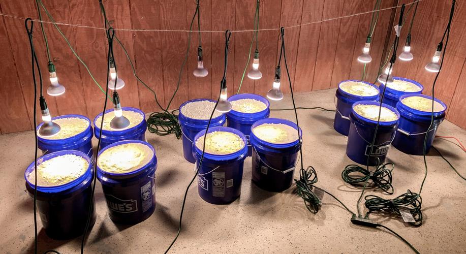 Student's science project spotlights plastics impact on sea turtle's ...