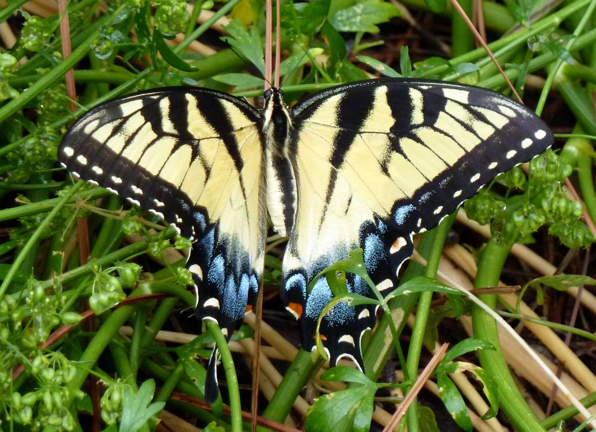 Five butterflies in Central Florida Real Estate