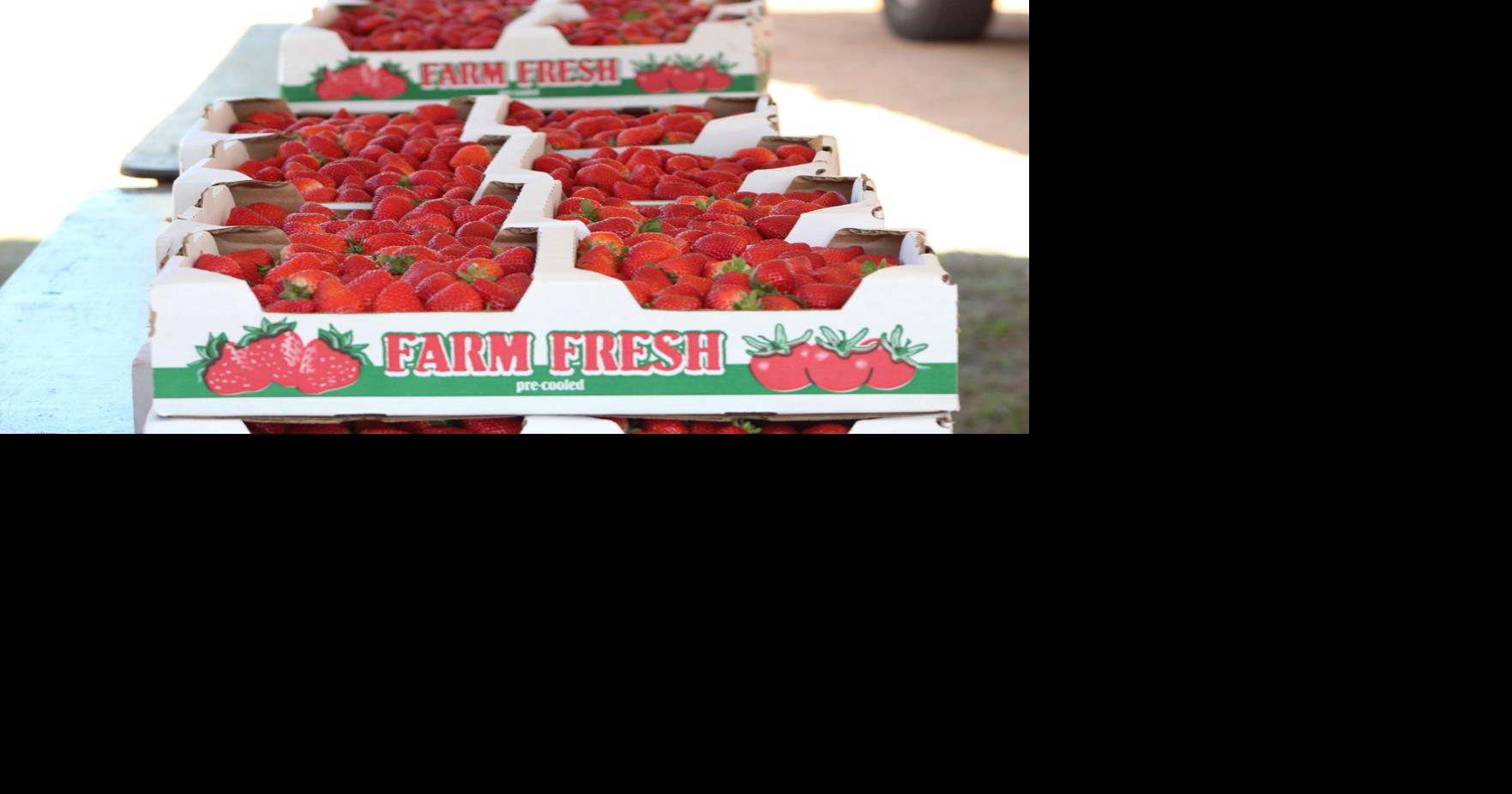 Floral City Strawberry Festival Local News