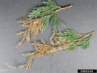 juniper phomopsis bugwood chronicleonline uconnladybug blight