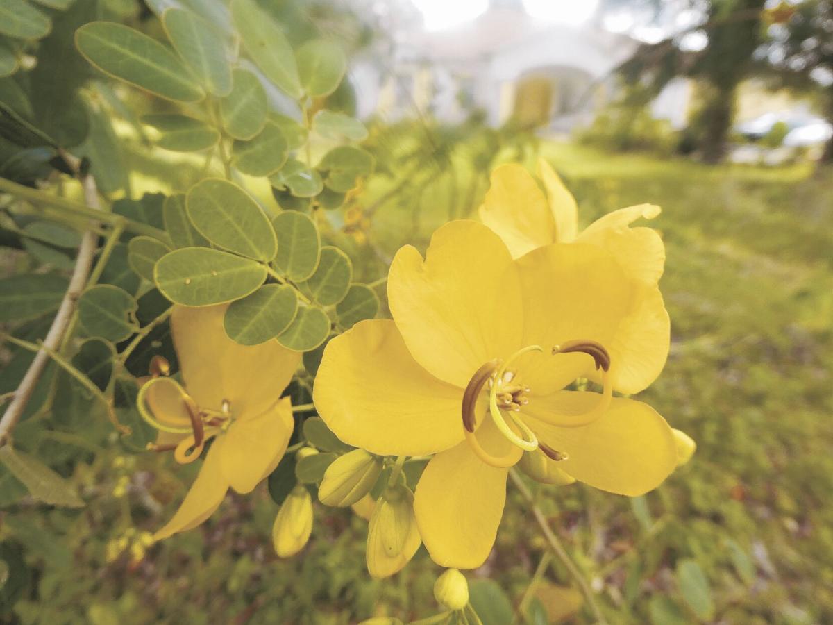 Exotic Beauties Sennas In Florida Home And Outdoor Living Chronicleonline Com
