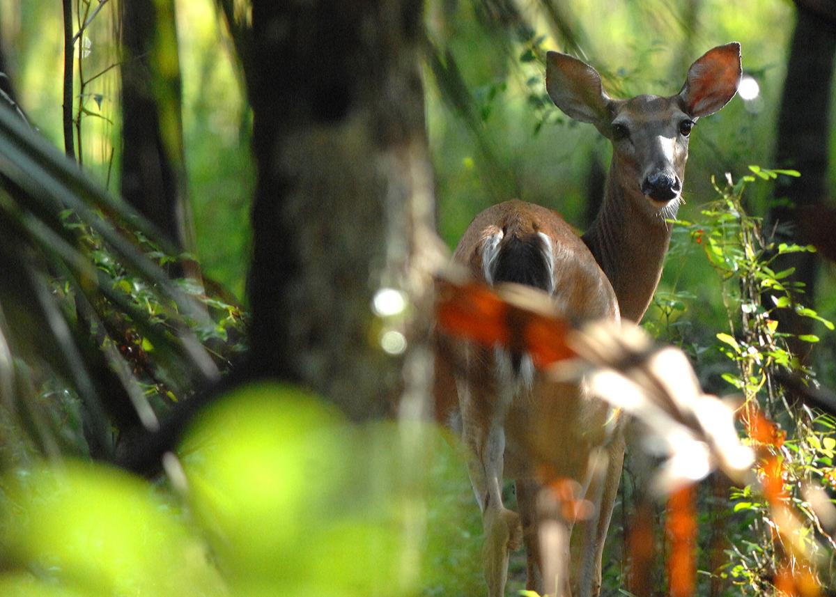 Top Trails To Trek In Citrus Chronicleonline Com