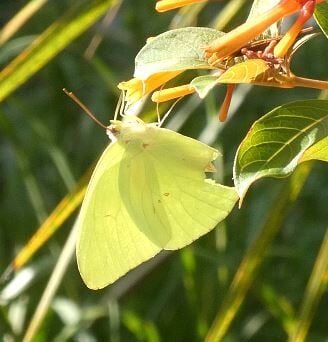 What Butterflies Have in Common with Straws