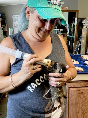 midway animal hospital homosassa