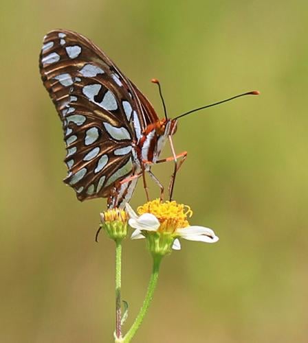 What Butterflies Have in Common with Straws