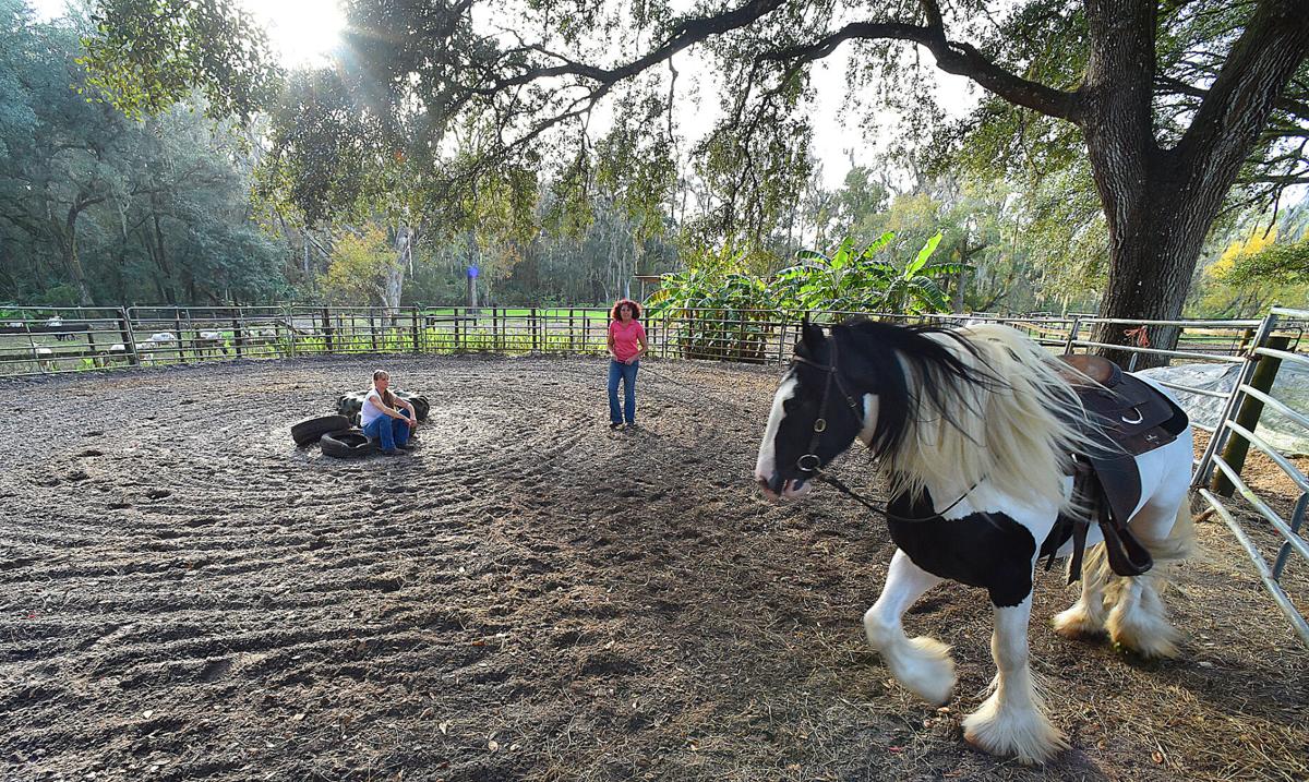 Giddyap Local Horses Get Top Marks In Breed S National Circuit Local News Chronicleonline Com