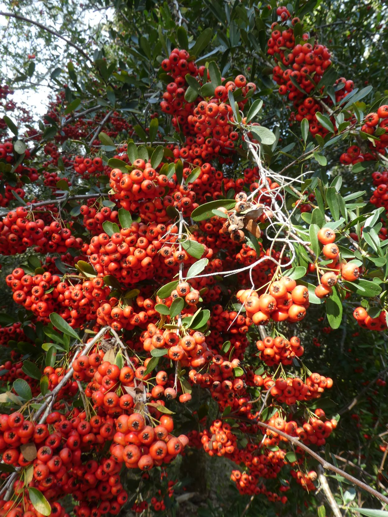 Pyracantha blooms in winter | Real Estate | chronicleonline.com