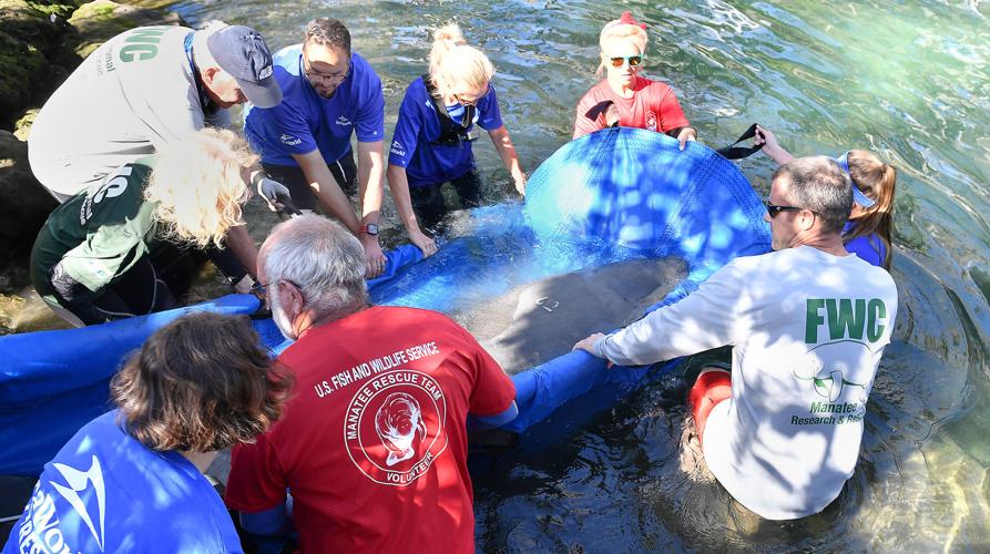 Five manatees released into the wild | Local News | chronicleonline.com