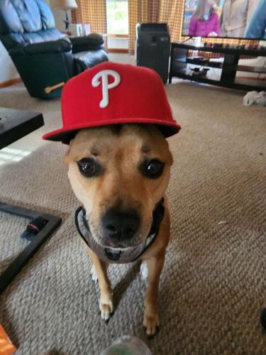 Rhys Hoskins Dog Jersey, Rhys Hoskins Pet Jerseys For Dog, Puppy & Cat -  Philadelphia Store