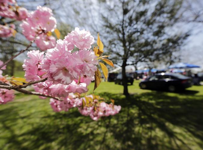 Return of Cherry Blossom Festival in WilkesBarre is big business for