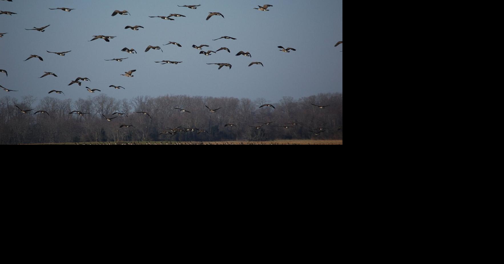 The Atlantic population zone has shortened the season for Canada geese | Wildlife
