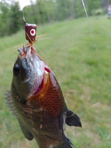 Poppers for bass, bluegills, Wildlife