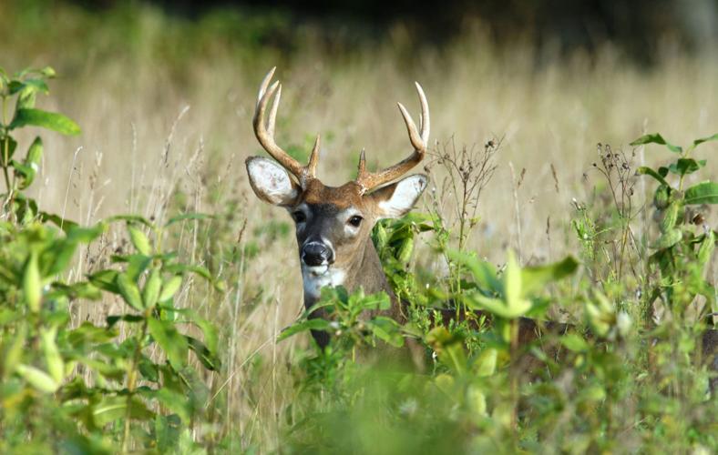 Tips for second week of antlered deer season Wildlife