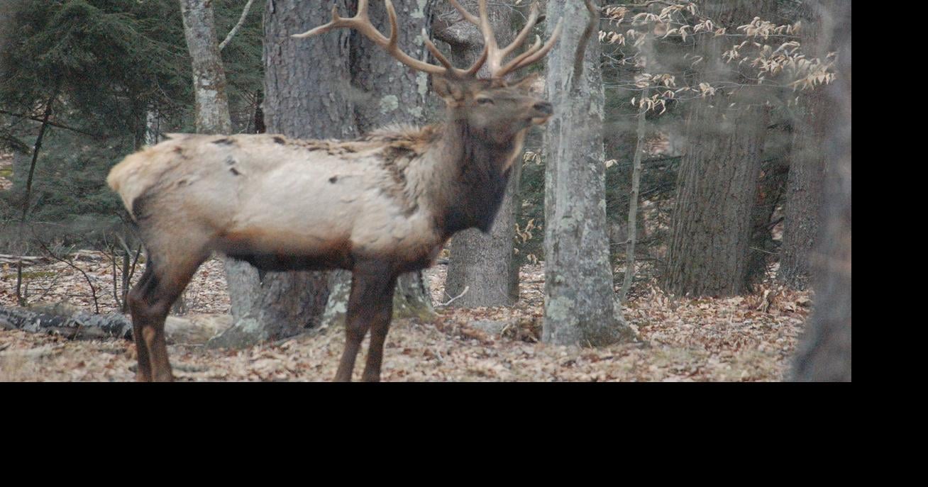 Applicants inching closer to drawing 202122 Pennsylvania elk tag