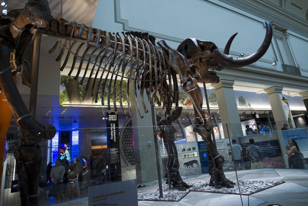 A New View of T. Rex  Smithsonian National Museum of Natural History